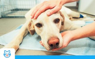 Cancer du chien : types, symptômes et traitements