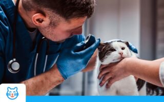 Le prix des soins chez le vétérinaire pour les chiens et chats
