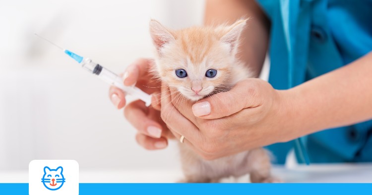 Les vaccins pour chats : pourquoi ? quand ? à quel prix ?