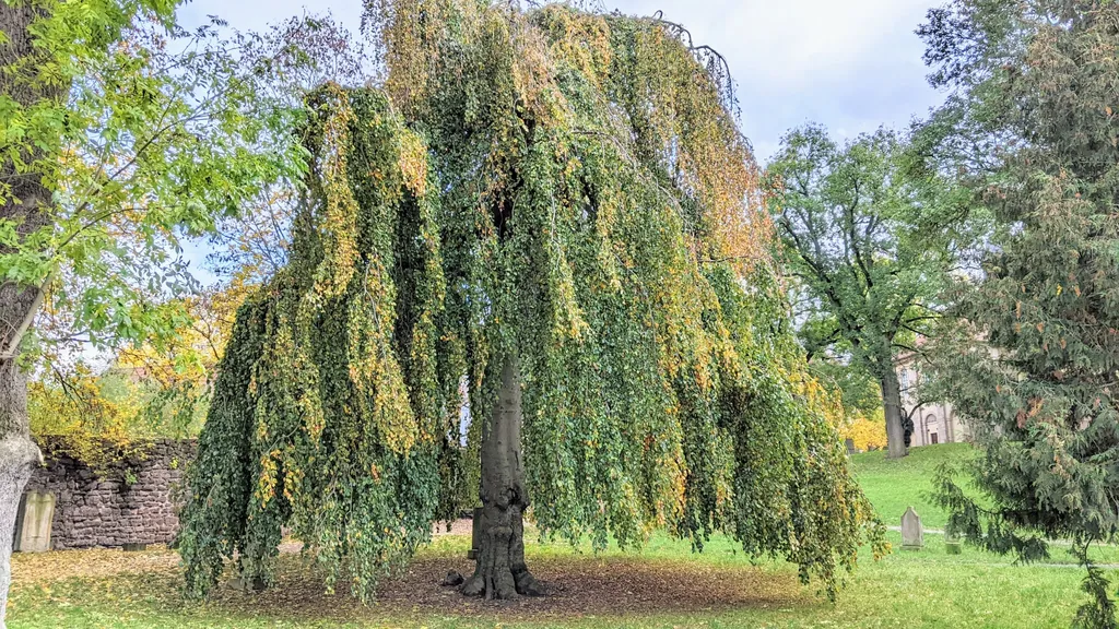 Führung durch die Altstadt Eisenach individuelle Stadtführung