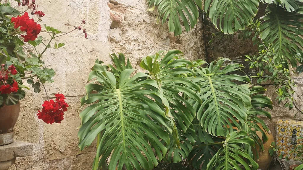 Durch die Altstadt Gassen von Palma de Mallorca individuelle Stadtführung