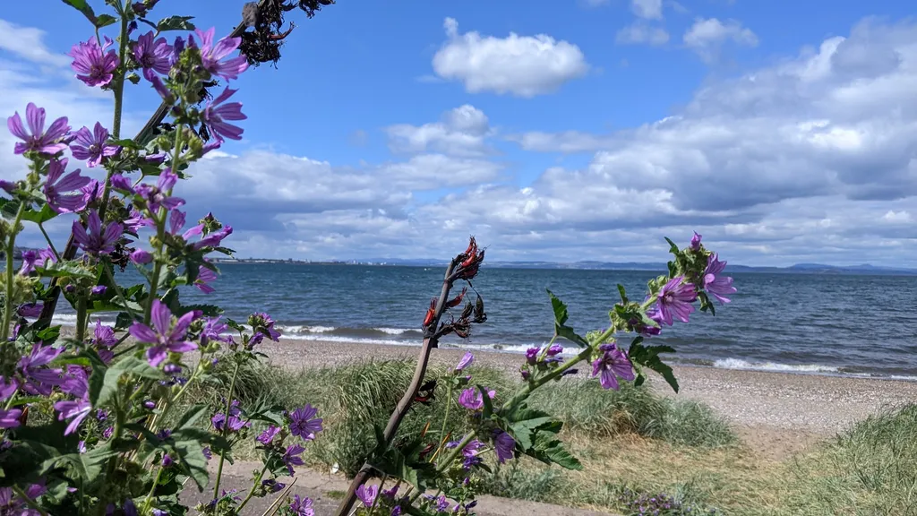 Musselburgh: Die Perle vor Edinburghs Haustür individuelle Stadtführung