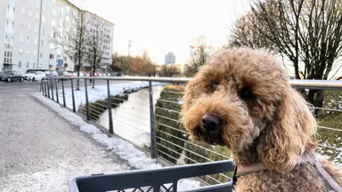 Spaziergang im historischen München Milbertshofen Stadtführung