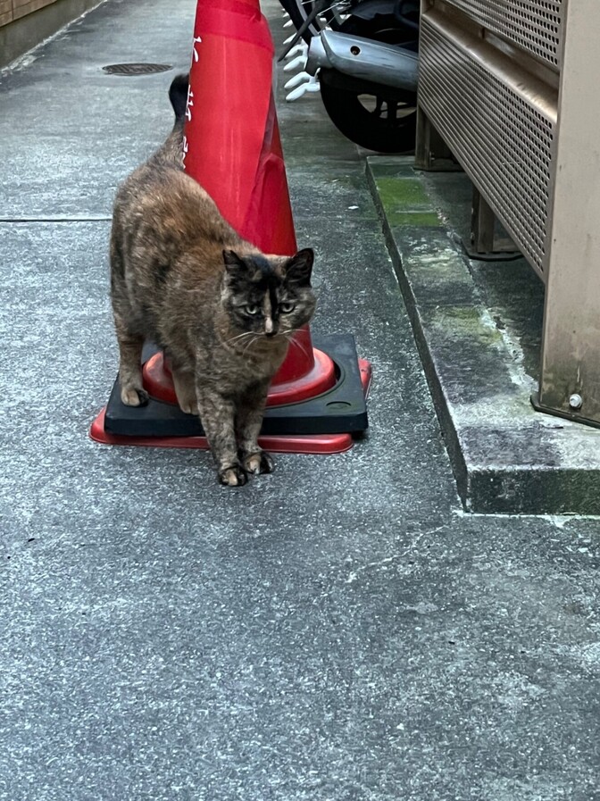 　猫の生きる道　地域猫に餌をあげ続けて見えたこと