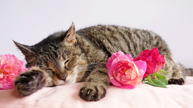 20年一緒に暮らした愛猫の葬儀｜旅立ち準備