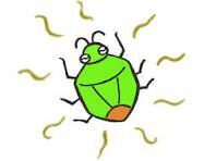 【カメムシ対策】　ペットボトル捕獲器　