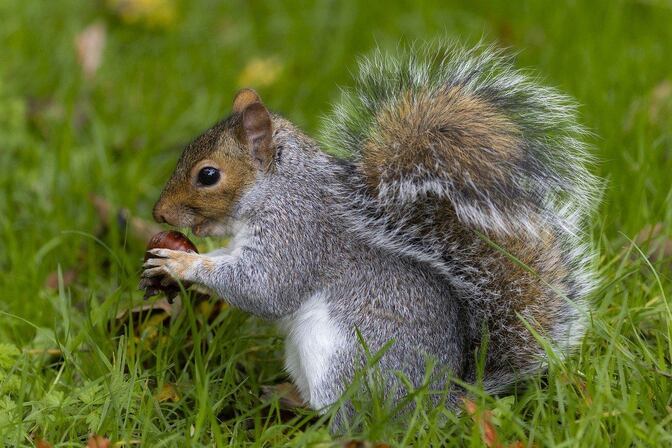 フクロモモンガを実際に飼ってみてわかった！是非1候補に上げてほしい理由