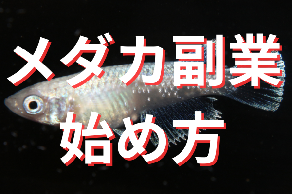 【スキル無しでもOK】メダカ副業で0→1を達成する方法！
