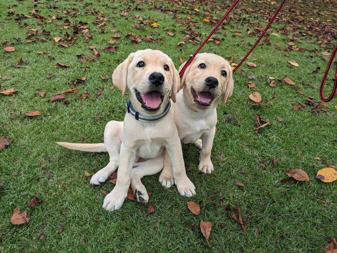 飼うほどお金はかかりません。大型犬と暮らせるパピーウォーカー。実際にやってみた経験者がお伝えします！