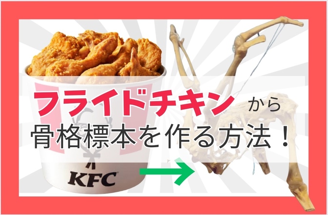 ケンタッキーフライドチキンで骨格標本を作る方法！