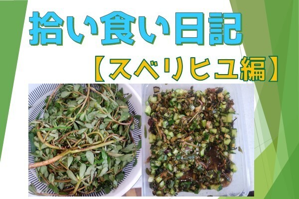 【拾い食い日記】スベリヒユ　編