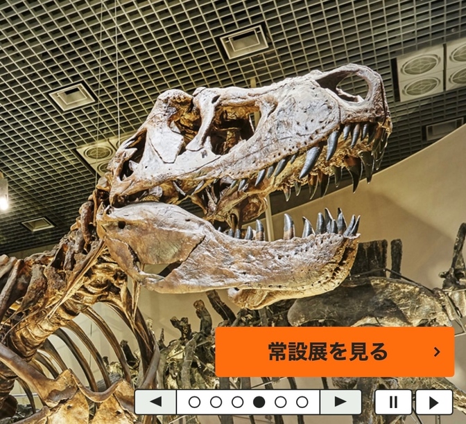 国立科学博物館オススメ〜