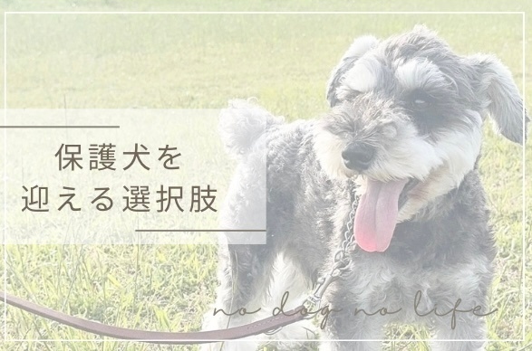 我が家に『保護犬』を迎えた経緯をお伝えします