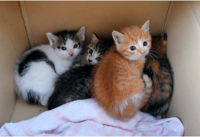 警告⚠️道端で見かけた子猫を可愛いと触る行為は、猫と貴方の人生を壊すかも💦