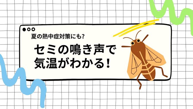 セミの鳴き声で気温がわかる！