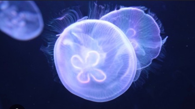 クラゲに刺された時は