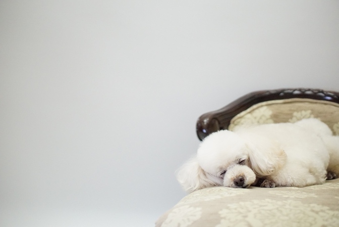 犬のトリミングサロンに通う頻度はどれくらいが理想？