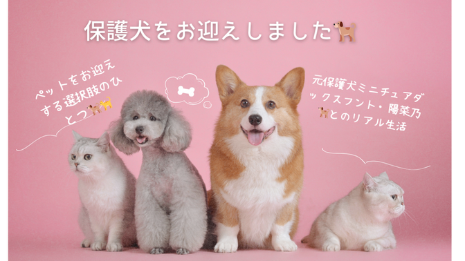 保護犬をお迎えしました🐕　「元保護犬ミニチュアダックスフントひのわちゃん→陽菜乃とのリアル生活🐕