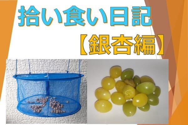 【拾い食い日記】銀杏編