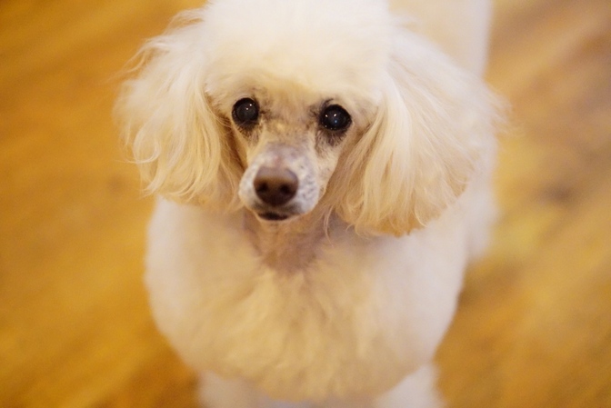 子犬をお迎えしたいあなたに！知識を身につけて我が子をお迎えしよう