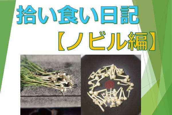 【拾い食い日記】ノビル編