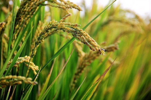お米を研ぐって必要?研ぐことの意味と重要性