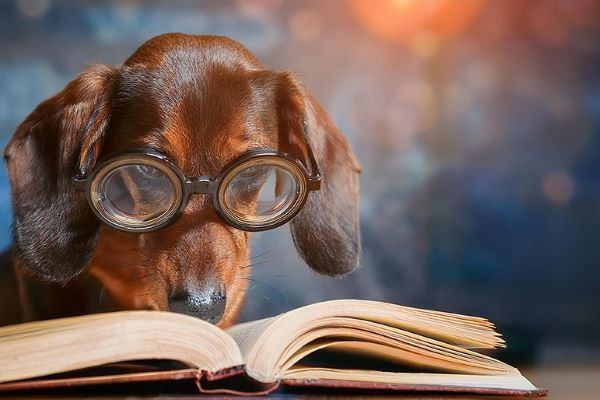 読書が好きなら超おすすめ！辞書なしで英語を100万語読んでみた － わたしの体験談