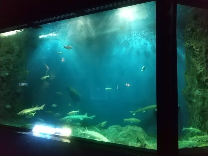 淡水魚の展示館　オススメです