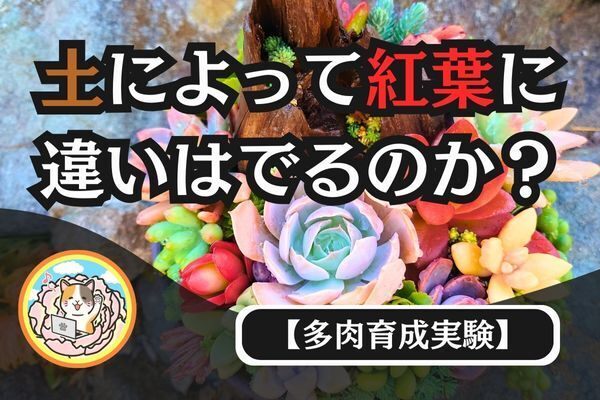 【多肉育成実験】土によって紅葉に違いはでるのか？