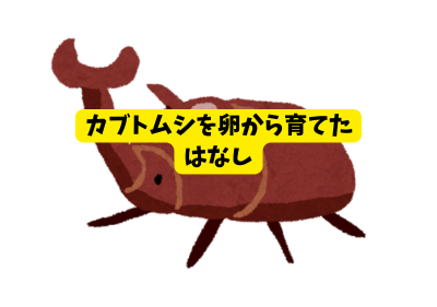 カブトムシを卵から育てた話