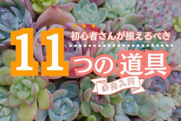 【多肉入門】初心者さんが多肉育成に揃えるべき11つの道具