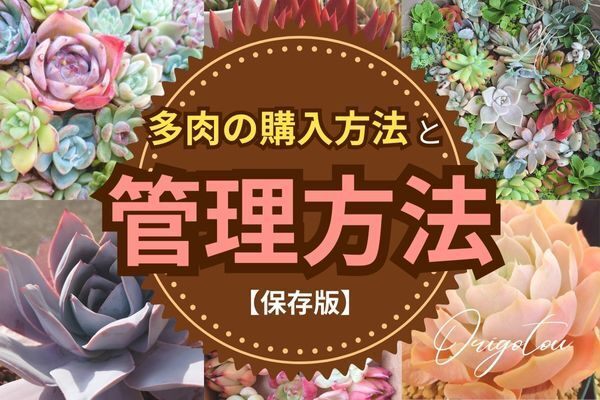 【保存版】多肉の購入からその後の管理方法について