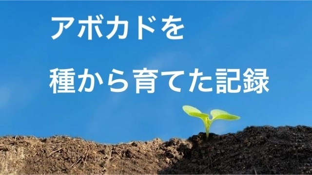 アボカドを種から育ててみた記録