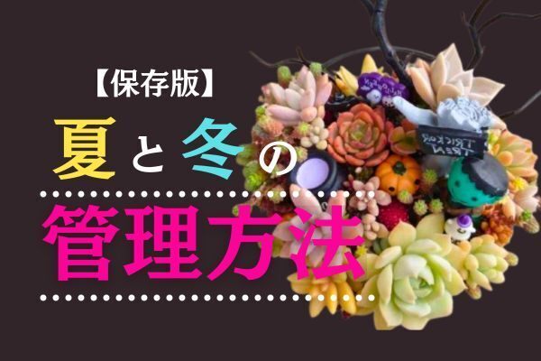 【保存版】多肉の夏と冬の管理方法