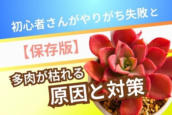 【保存版】多肉が枯れる原因と対策