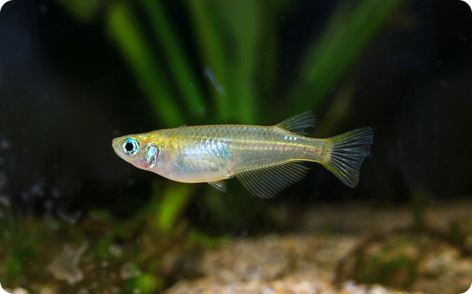 淡水魚飼育してみませんか