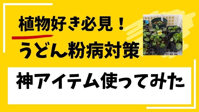 しつこい「うどんこ病」にさようなら！！　こんなに効果がある〇〇とは