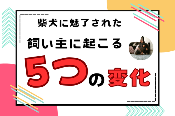 【もう戻れない！】柴犬に魅了された飼い主に起こる5つの変化