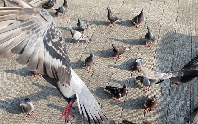 【創作用・随時更新中】象徴しての鳩──異なる意味の世界のシンボル【平和だけじゃない】