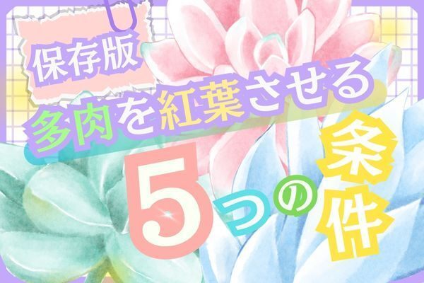 【保存版】多肉を紅葉させる５つの条件