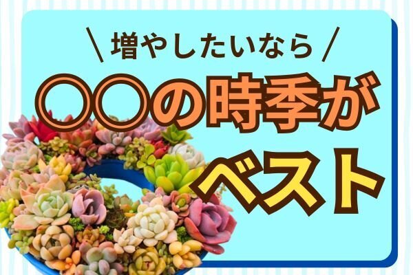 多肉植物の増やし方4選