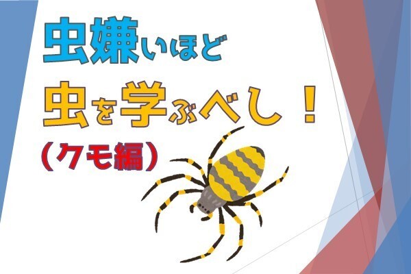 【害虫退散】クモ編