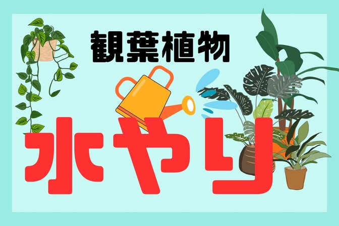 観葉植物を枯らせた経験がある方にこそ伝えたい!簡単に、瑞々しく育てられる水やりの方法