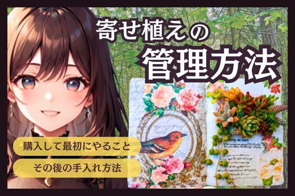 多肉植物の寄せ植えを購入したら…