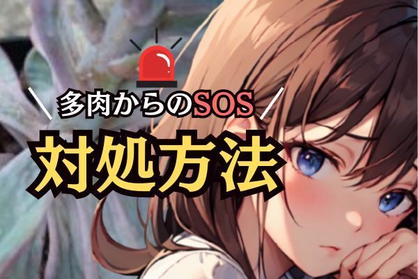 【閲覧注意！】徒長・水切れ・カイガラ虫・調子を崩した多肉の仕立て直し方法