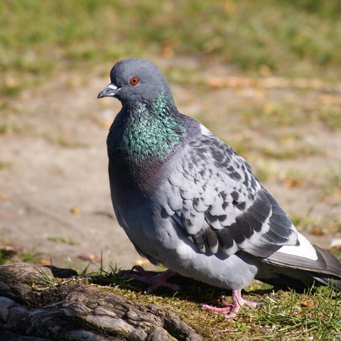 鳩を寄せ付けない方法