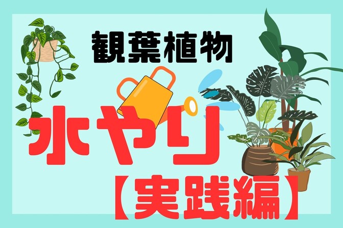 【実践編】常識と違う！お水を貯める観葉植物のお水あげの方法
