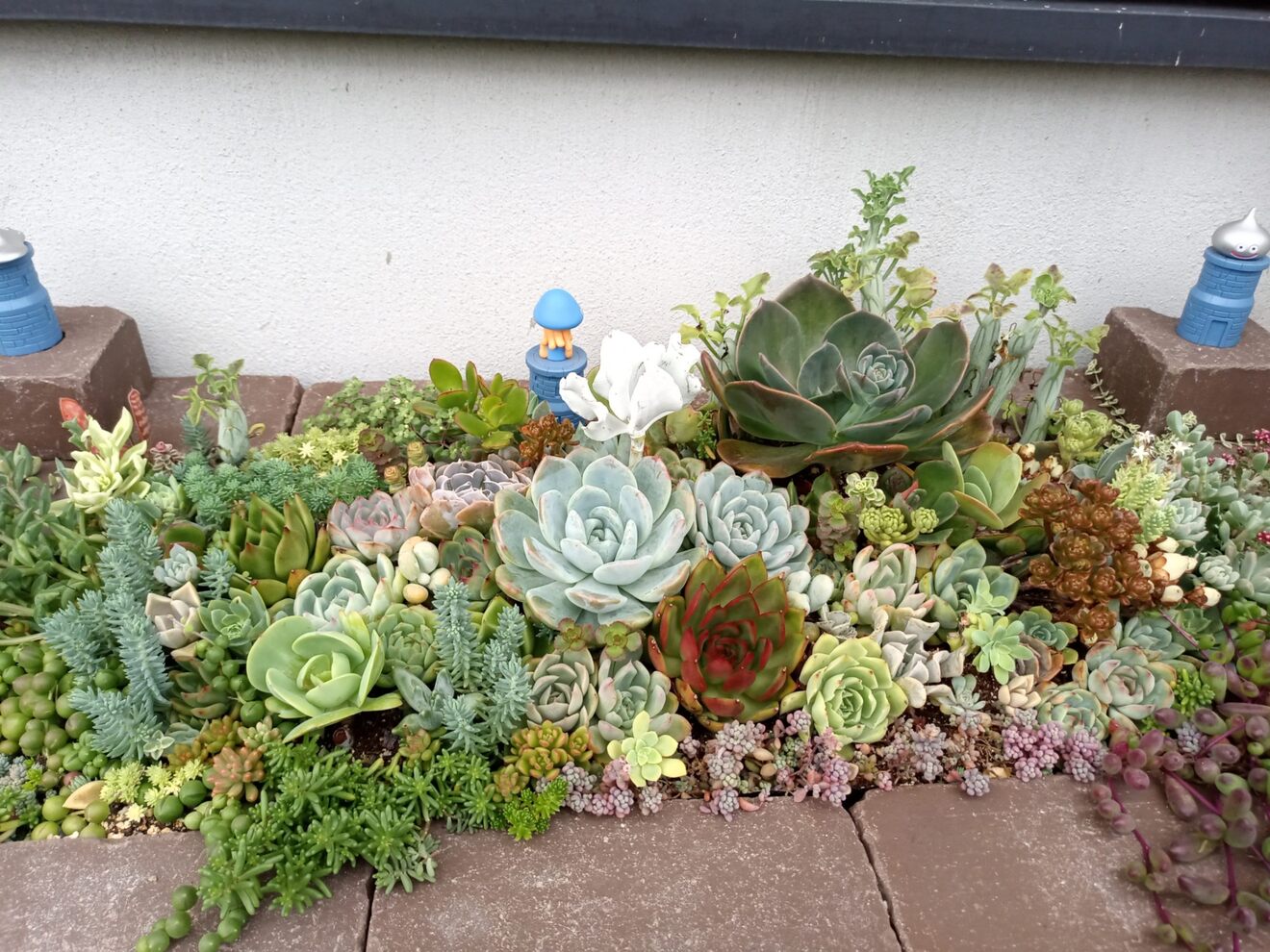 ズボラなタニラーが教える！丈夫な多肉植物｜リベシティノウハウ図書館