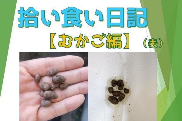 【拾い食い日記】むかご　編　（表ver）