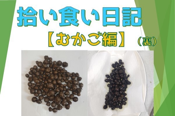 【拾い食い日記】むかご　編　（裏ver）